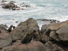 Seal colony, Ngawi